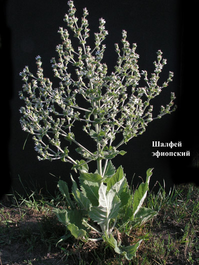 Лечебные травы северного кавказа фото и названия